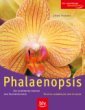 Phalaenopsis, die Lieblingsorchideen